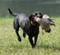 Payton training